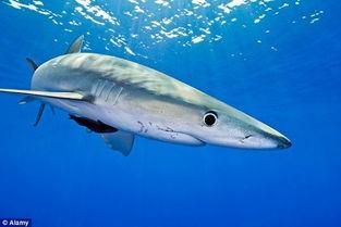 鲨鱼吃瓜吃鸡视频大全,瓜果鸡肴大揭秘  第2张